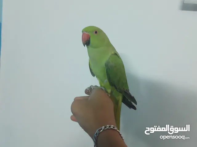ببغاء دره هندي ذكر بدايت اطلاع طوق