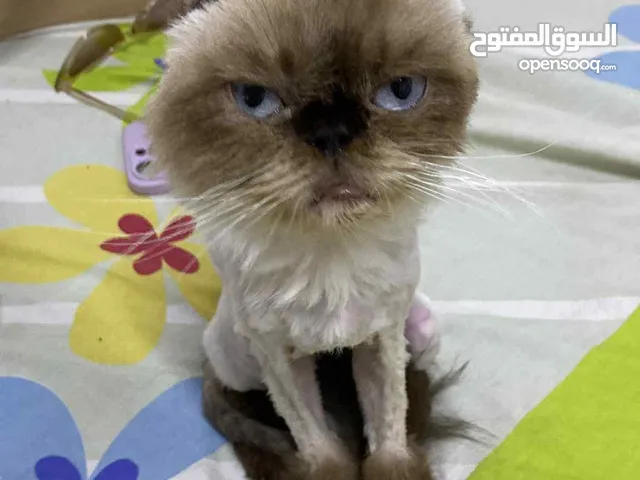 قطه انثى للتبني