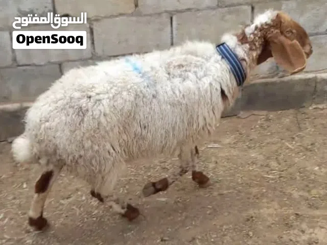 عقائق ذبائح نذر بلدي سن نظيف للبيع الموقع سحاب