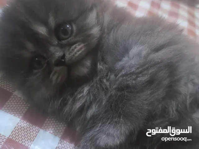 قطط اناث شانشلا العمر 45يوم السعر 55عنواني ابو الخصيب حمدان