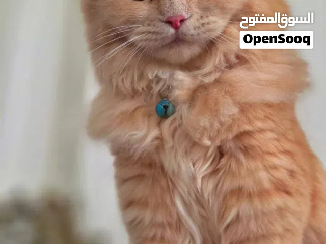قطة للبيع سكوتش فولد