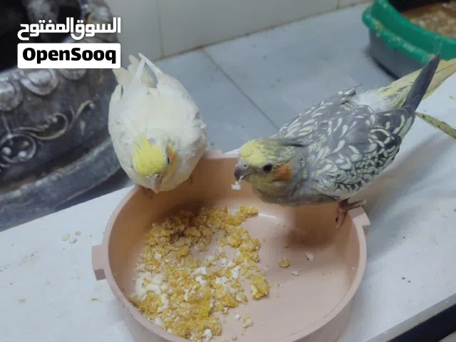 زوج كوكتيل مع قفص كبير