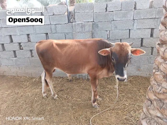 عجل جيرسي سمين مطعوم طعام الدار
