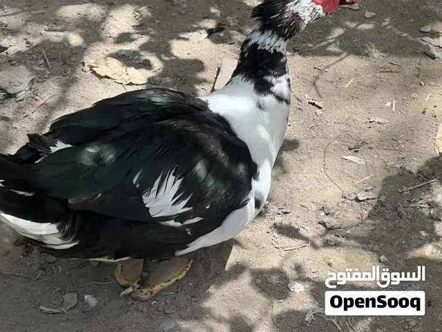 بط بري للبيع