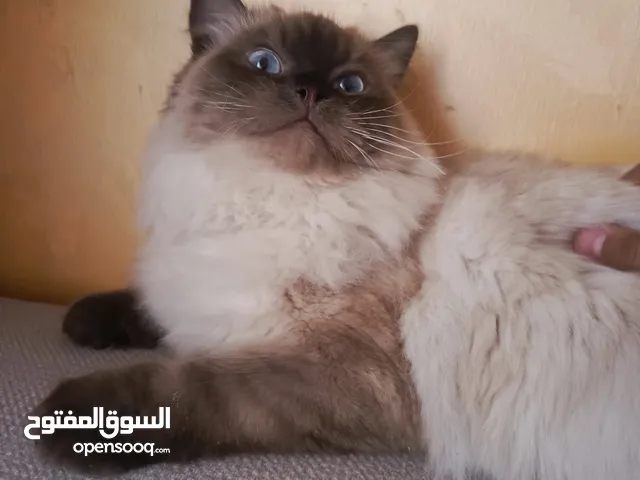 قط هملايا مع كل اغراضه مع تطعيمه بسعر 70 دينار واذا كنت قريب علي بقدر اوصل لك اياه
