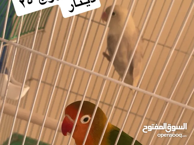 للبيع كناري ،ياسمين ،زيبرا ،فيشر