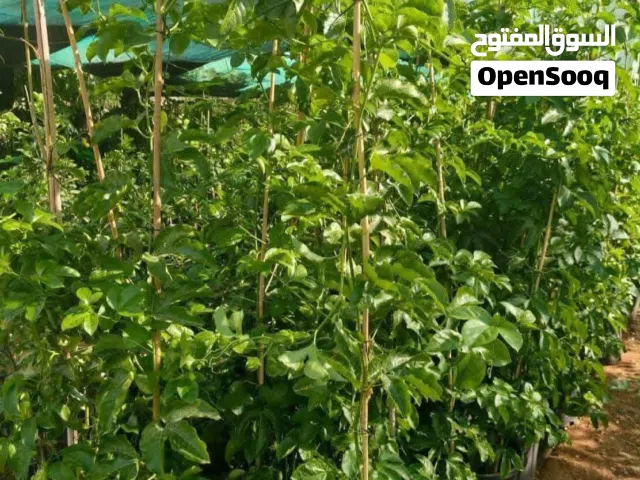 اشجار المسفلوره باشن فرود الضفه الغربيه الحبه جانبه