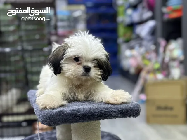 كلب ميني مالتيز أنثى – عمر شهرين للبيع بأفضل سعر بالمملكه تتوفر لدينا خدمة التوصيل