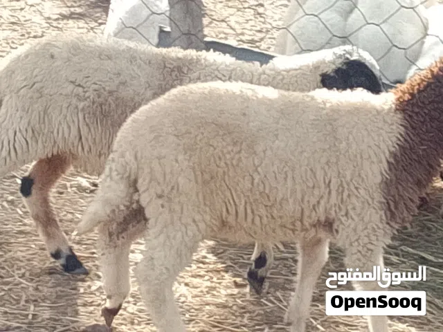خروف وفطيمه وطنيات تبارك الله العمر شهرين ونص