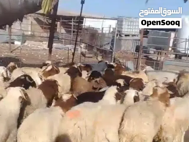 اضاحي بلدي سوبر