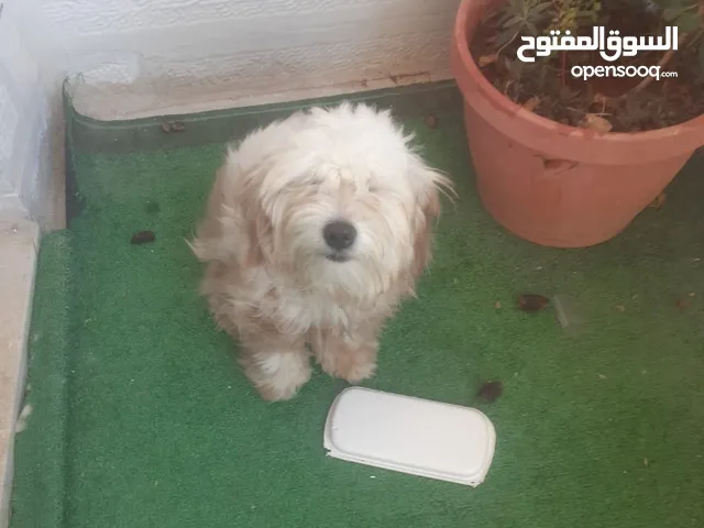 كلبه زينه بسعر البلاش والله يطرح البركه لصاحب النصيب