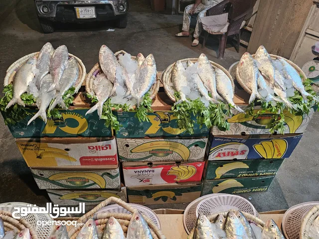 سمك صبور بحري تازه من البحر الفاو