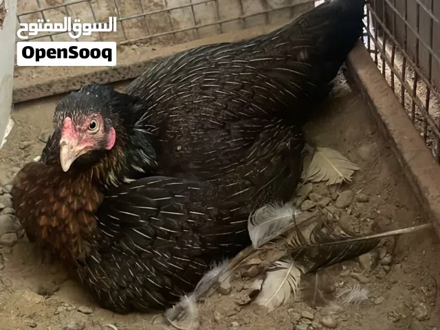 طيور باكستاني للبيع اقراء الوصف