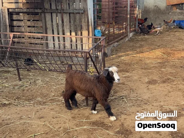 تيس من حلال بني سعيد سمين فل بغيته فحل او تربيه العمر 4 شهور  السعر 60 قابل الموقع الخابوره