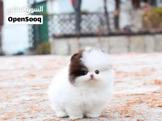 Male And Female Pomeranian Puppies