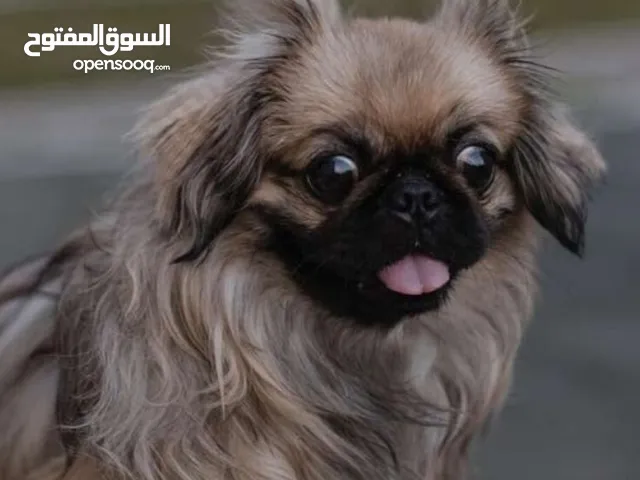 زوز جراوي بيكنوا