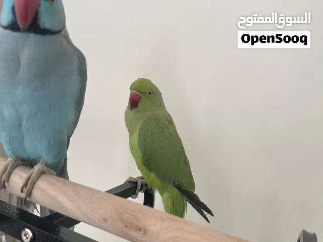 ببغاء الدره