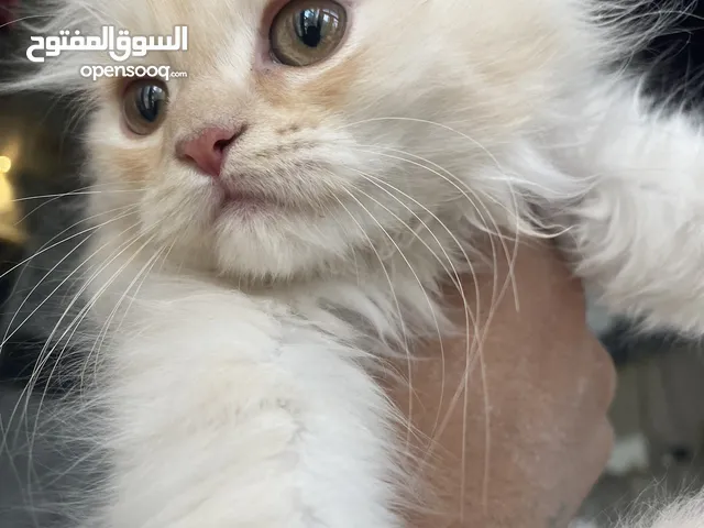 قطط هملايا للبيع بانسب الاسعار شوف الوصف