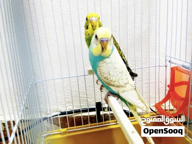 جوز حب مع قفص للتواصل واتس