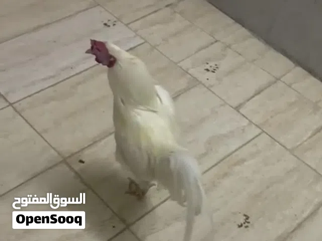 ديك خلط باكستاني عماني