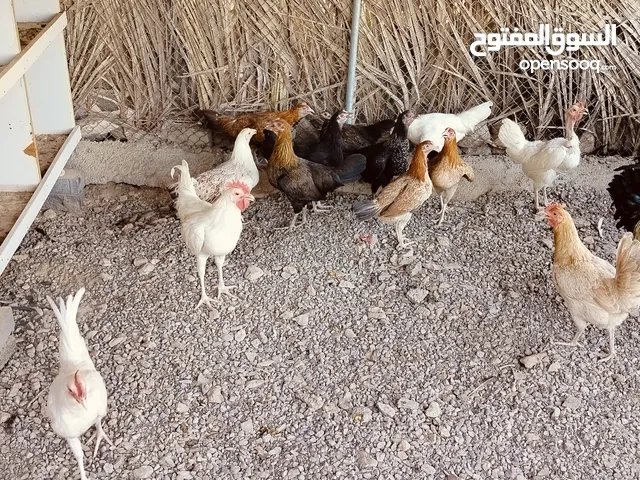 دجاج عماني للبيع