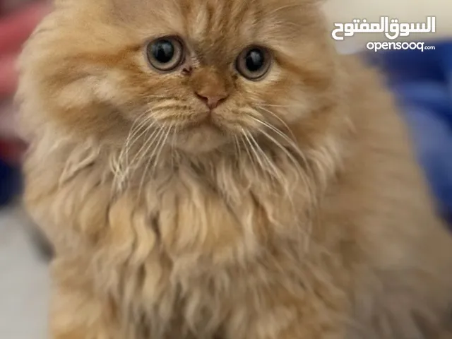 قط شيرازي للبيع في البحرين ممتاز يلعب انثى العمر 3اشهر وشامل لكل الاغراض لتر بوكس وبيت وصندوقه