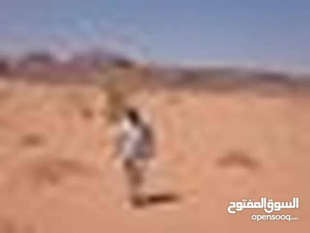 صقر المشاعله