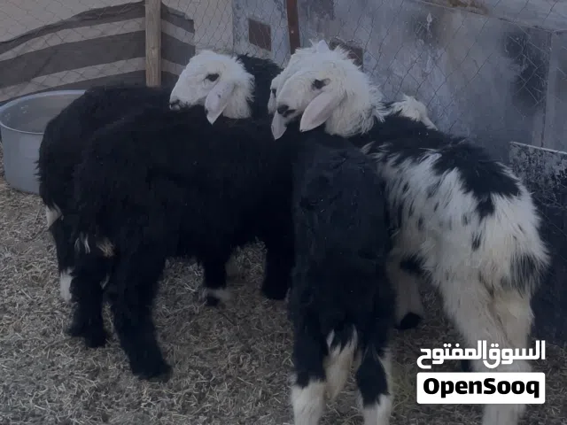 للبيع كبش وأربع حملات حلال نجدي