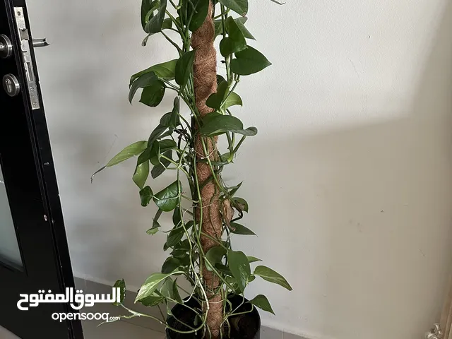 Natural Plant