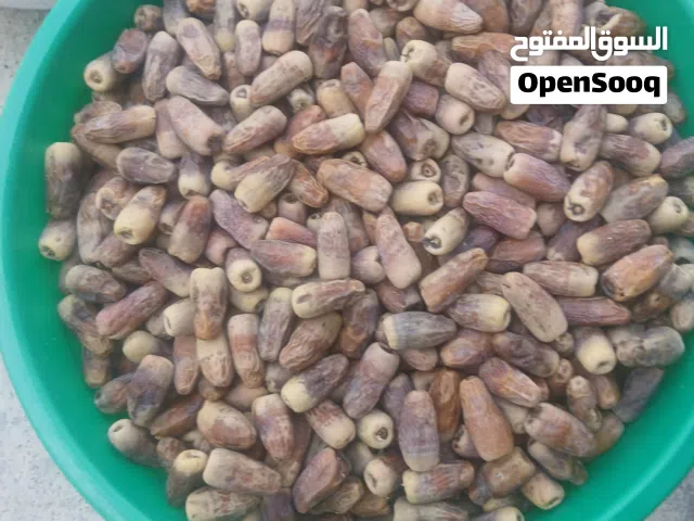 سح نغال 2026