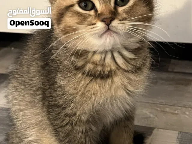قطط للبيع العمر شهرين لعوبين متعلمين على اللتربوكس نوع القطط الاب شيرازي والأم سكوتش ستريت