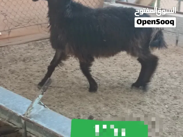 اضاحي خرفان وتيوس