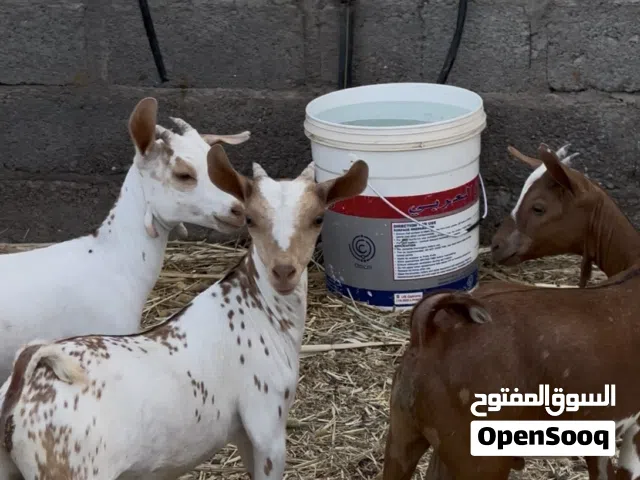 للبيع تيوس صلاليات