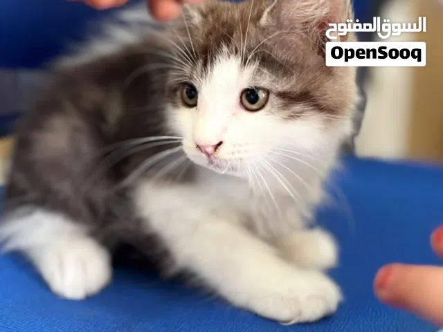 للبيع قطط شيرازيه for selling kittens
