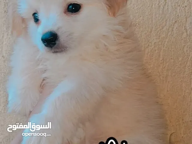 جراوي مالتيز 45 يوم
