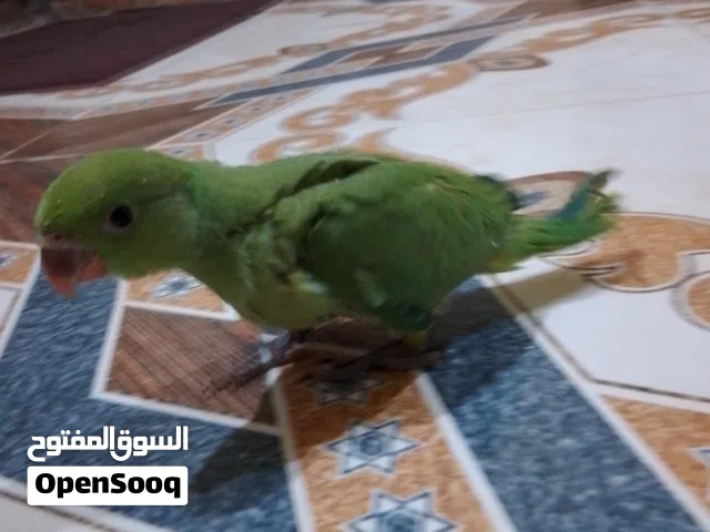 در هندي عمره ثلاثه اشهر