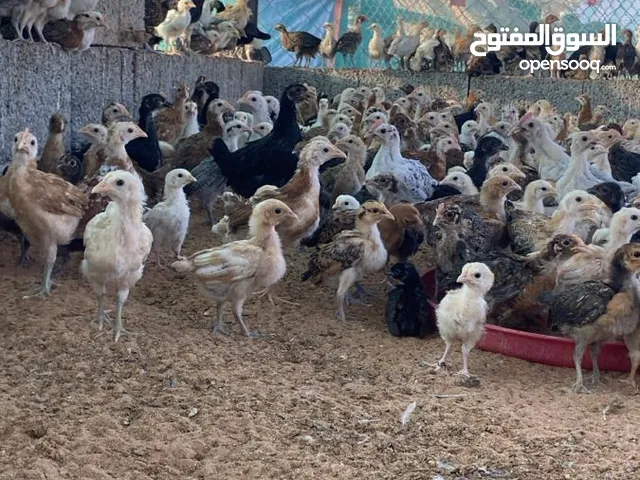فروخ لدجاج عماني