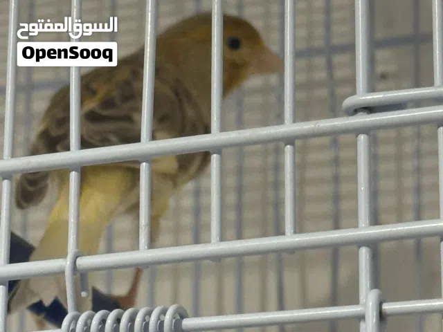 ذكر كناري ايراني للبيع