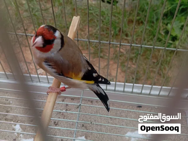 السلام عليكم ورحمه وبركاته