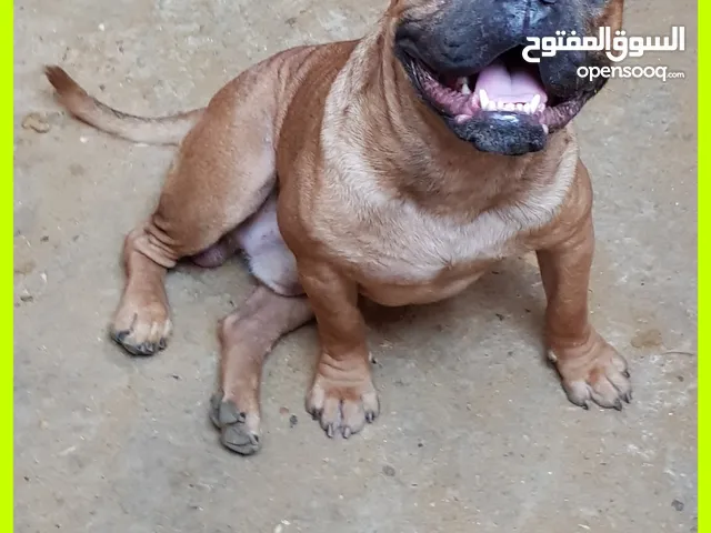 كلاب بيتبول للبيع او التبني في مصر : كلب بيتبول : افضل سعر
