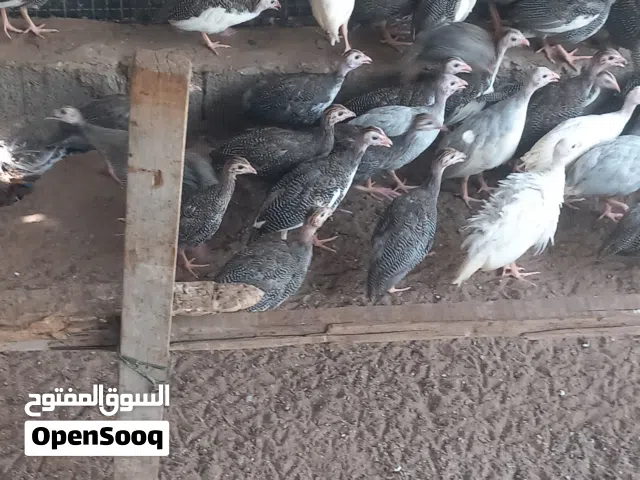 دجاج حبشي حبشي