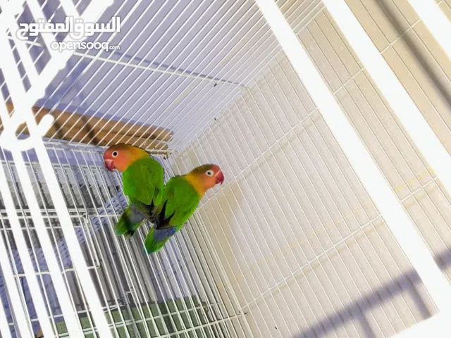 1 pairAfrican love birds