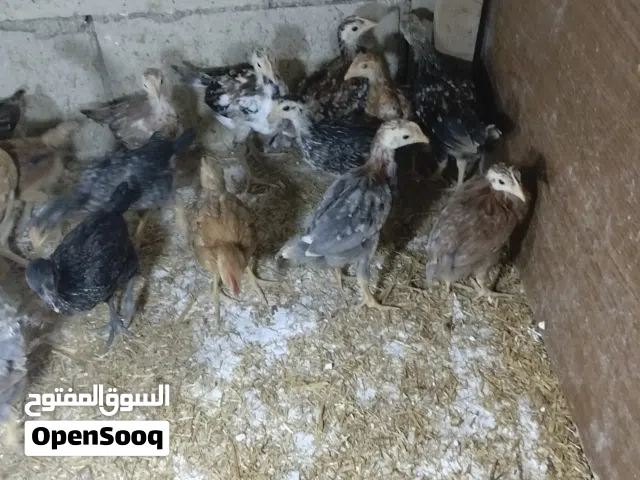 للبيع: صيصان بلدي عمر شهر