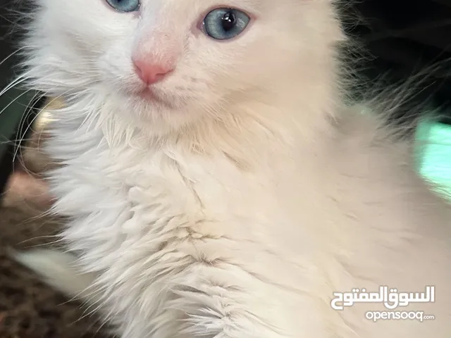 قطط شيرازي مكس هيمالايا للتبني