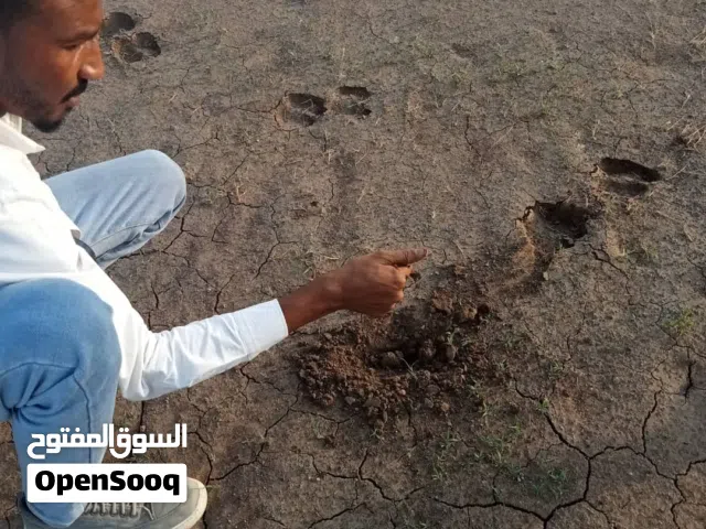 Farm Land for Sale in Kassala Atbarah River