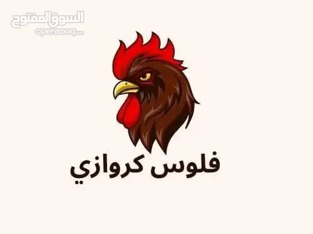 دجاج الحبشي