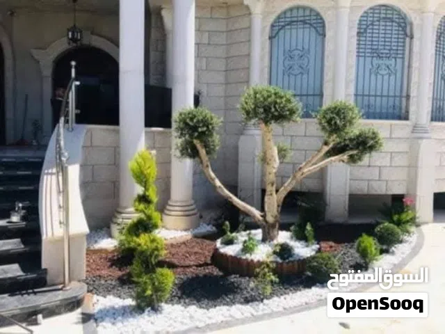 زيتون رومي كافة الأحجام