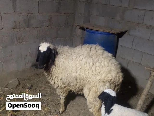 نعاج للبيع ادخل للوصف