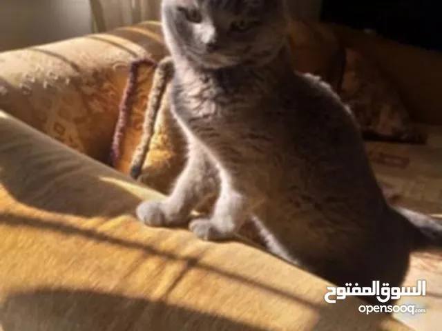 ذكر سكوتش فولد غير معقم