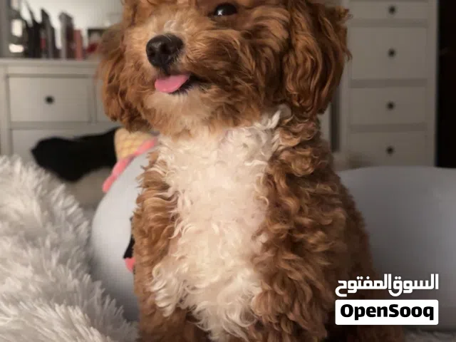 ذكر مالتيبو